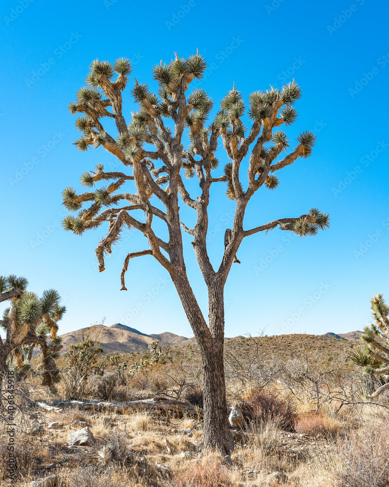 A Vertical Joshua Tree Portrait. The more intricate branching and sprawling arms is indicative of the eastern species (Yucca jaegeriana) A Vertical Joshua Tree Portrait. The more intricate branching and sprawling arms is indicative of the eastern species (Yucca jaegeriana)