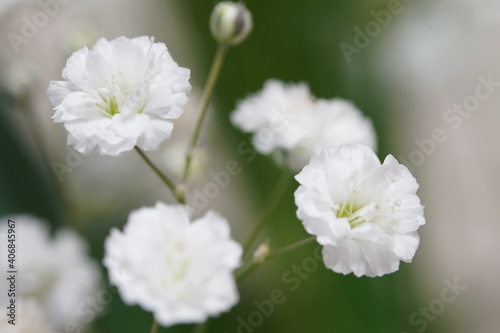 gypsophila flower macro