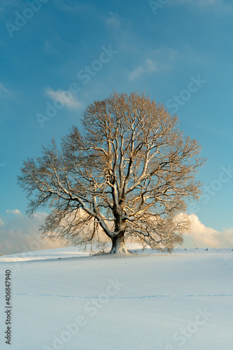 Winterlandschaft Baum © aBSicht