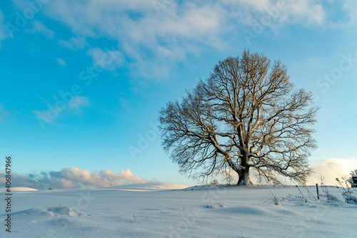 Baum Winterlandschaft © aBSicht