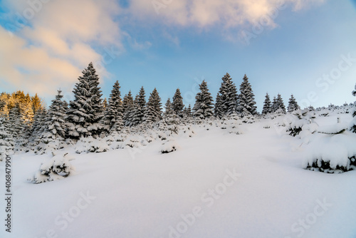 Tannenwald im Winter