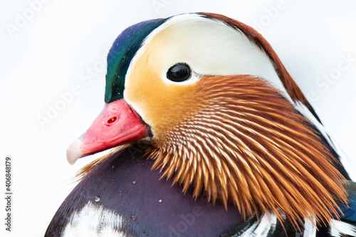 Mandarin duck (Aix galericulata), with the beautiful white coloured water surface. Beautiful duck with colourful feathers from the river in the morning mist. Wildlife scene from nature, Czech Republic