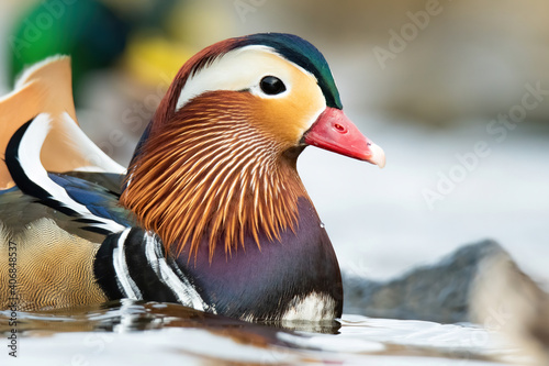 Mandarin duck (Aix galericulata), with the beautiful white coloured water surface. Beautiful duck with colourful feathers from the river in the morning mist. Wildlife scene from nature, Czech Republic