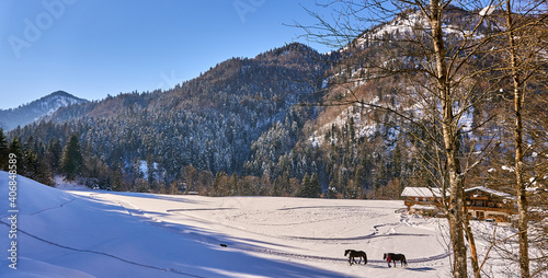 winteridyll mit pferden