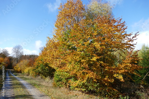 Herbstlich gefärbte Bäume an einem Feldweg