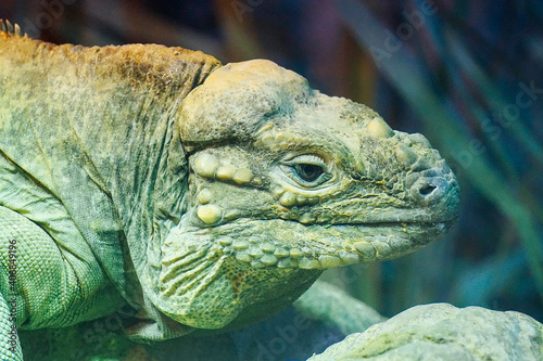 Green iguana lizard - close-up photograph