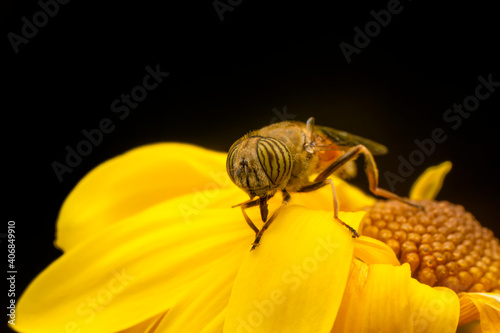 Bee macro isolated on flower  Package design element © blackdiamond67