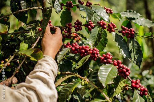 Cosechando planta de café