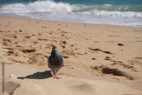 Bird walking on beach sand