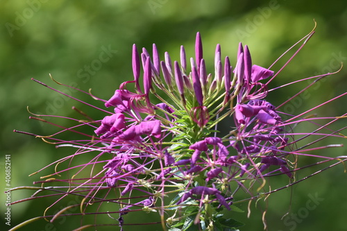 Wierzbówka kiprzyca Epilobium angustifolium