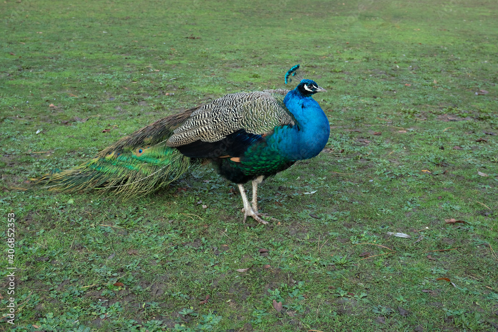 Obraz premium Beautiful blue featheredpeacock on green winter grass, big wild bird walking proudly in the park natural background image, wild creature with eye-spotted feathers