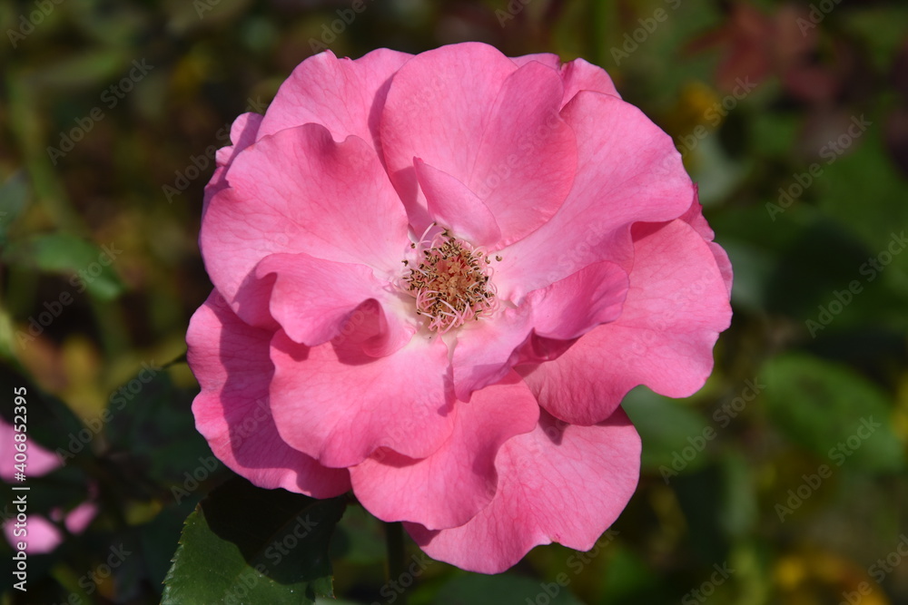 Obraz premium Róża