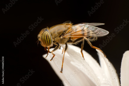 Bee macro isolated on flower  Package design element