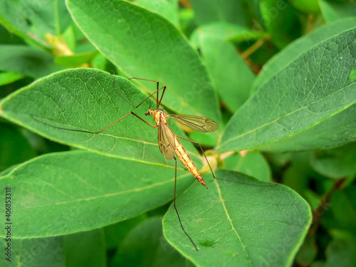 Komar na liściu borówki © kubek_77
