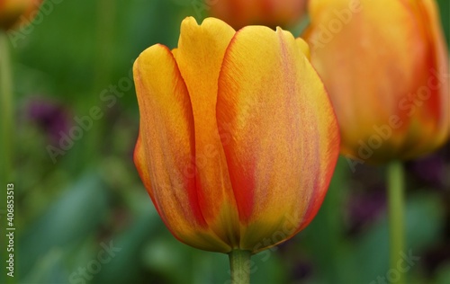 Orange tulip flower in the field background