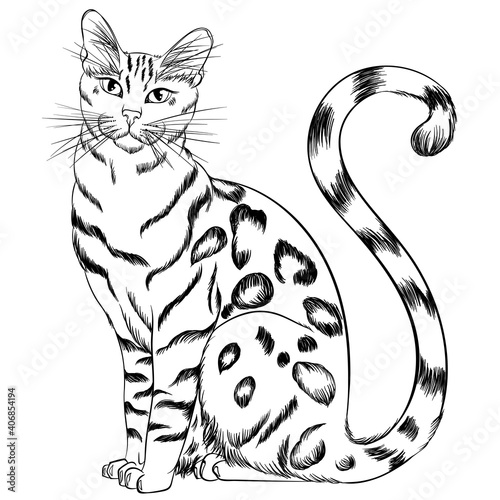 Sitting cat breed Bengal looking forward. Line art vector illustration suitable for coloring book page. Print in hand draw style isolated on white background. Fluffy cat in simple sketch style.