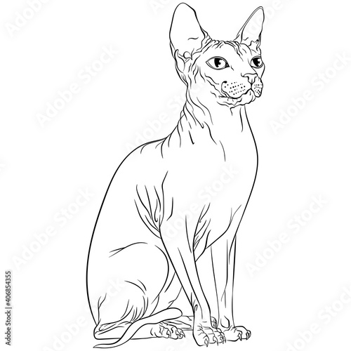 Sitting Sphynx cat looking to the side. Line art vector illustration suitable for coloring book page. Print in hand draw style isolated on white background. Hairless cat in simple sketch style.