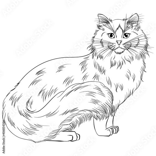 Standing cat breed Ragdoll looking forward. Line art vector illustration suitable for coloring book page. Print in hand draw style isolated on white background. Fluffy cat in simple sketch style.