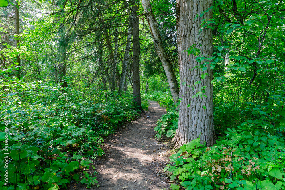 A hiking trail through the North Thompson River Provincial Park, British Columbia, Canada A hiking trail through the North Thompson River Provincial Park, British Columbia, Canada
