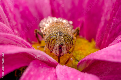 Bee macro isolated on flower  Package design element