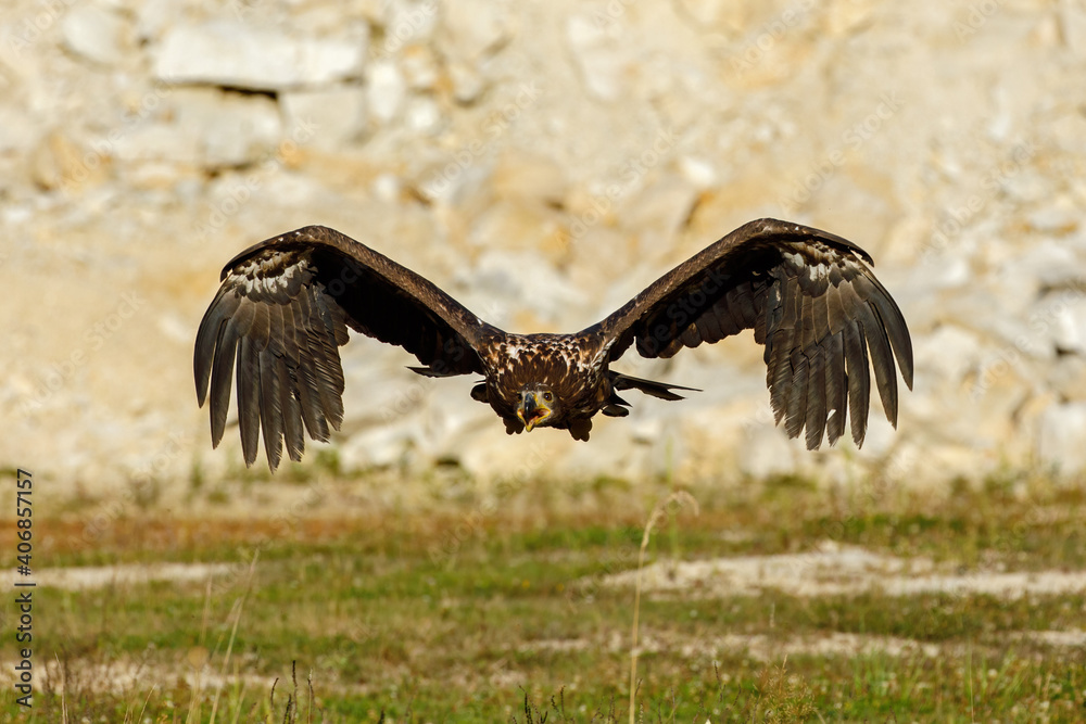 Fototapeta premium Eagle in flight. White-tailed eagle, Haliaeetus albicilla, flies with widely spread wings and open beak over dry grass. Hunting majestic bird. The largest eagle in Europe. Habitat Europe, Asia.