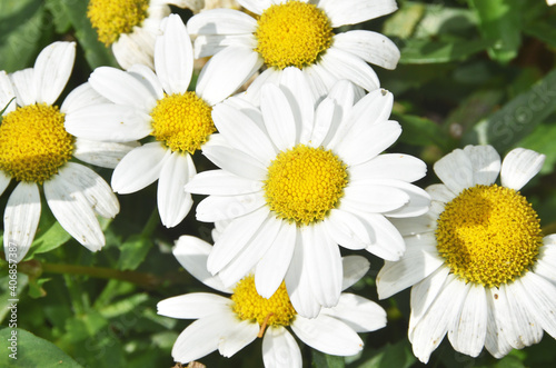 Summer Daisies