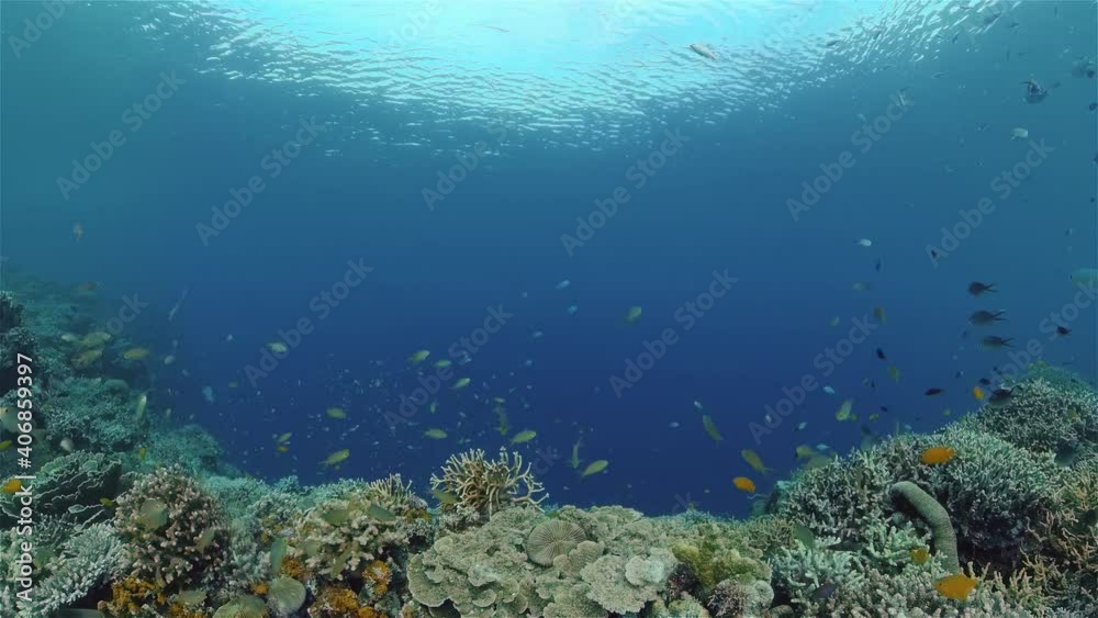Coral reef and tropical fishes. The underwater world of the Philippines. Philippines. Coral reef and tropical fishes. The underwater world of the Philippines. Philippines.