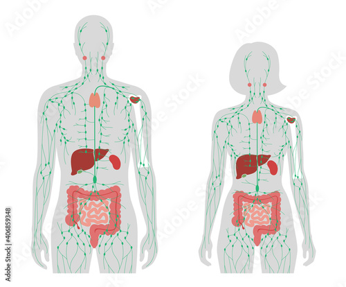 Lymphatic System Concept