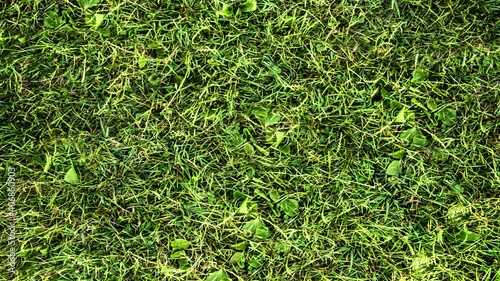 Low altitude top-down aerial view of green grass lawn. Video background. Closing credits or end credits rolling concept