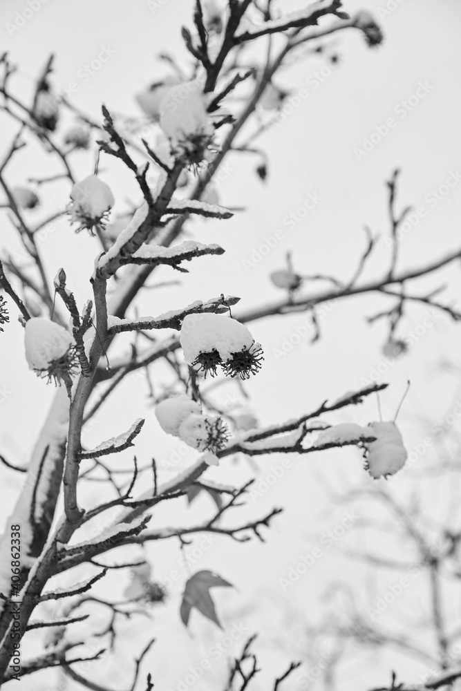 tree branch with snow tree branch with snow