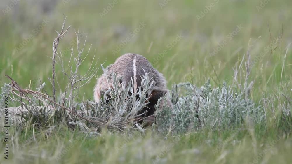 Badger in the Canadian wilderness Badger in the Canadian wilderness