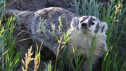 Badger in the Canadian wilderness