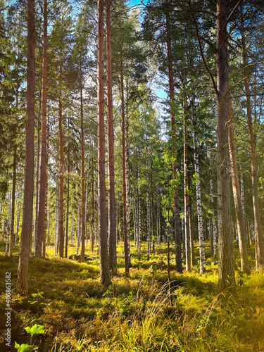 Fototapeta Naklejka Na Ścianę i Meble -  Finnish natural scenery in Repovesi national park