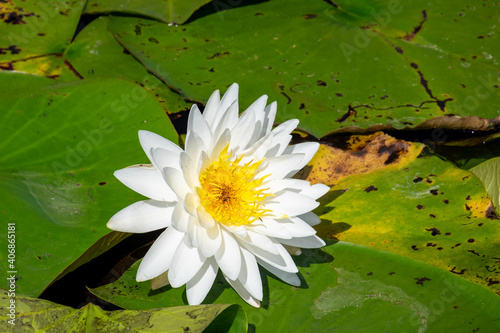 A large white water lily or waterlily with numerous pointy petals surrounding the yellow center.  Green lily pads are surrounding it. There are small black flies on the petals of the fragrant flower. 