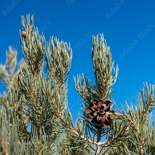 Single leaf pinyon pine (Pinus monophylla) cone still attached to the  branch on the tree, but without any of its edible pine nuts remaining.