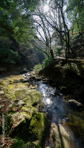 高千穂峡、森、川、宮崎、冬 