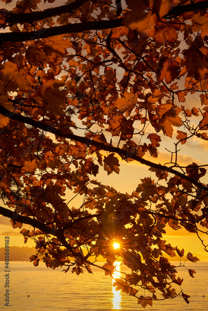 English Bay Sunset Leaves Vancouver. Autumn leaves at sunset in Stanley Park, Vancouver, Canada.
English Bay Sunset Leaves Vancouver. Autumn leaves at sunset in Stanley Park, Vancouver, Canada.