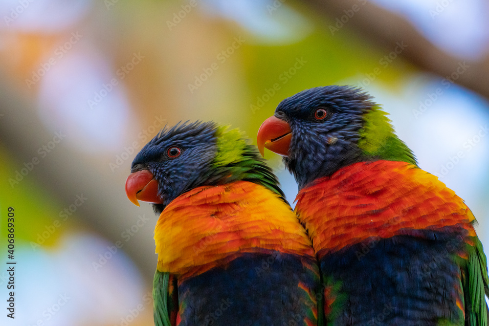 Rainbow Lorikeets Rainbow Lorikeets