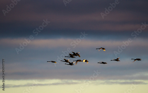 Black swans in flight