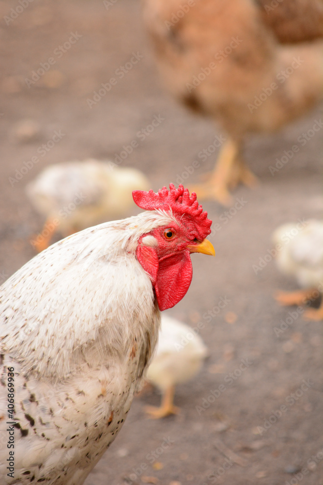 white rooster or hen close-up white rooster or hen close-up