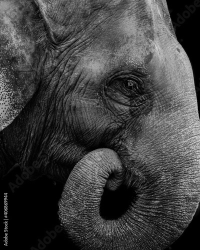 elephant head close up