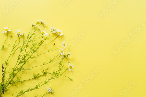 Floral composition. Chamomile flowers on yellow background. Spring, summer concept. Flat lay, top view, copy space
