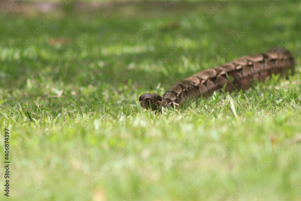 large constrictor snake in the grass large constrictor snake in the grass