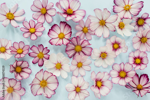 Floral composition. Pink flowers cosmos on blue background. Spring, summer concept. Flat lay, top view.