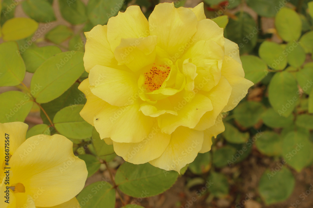 Roses Fleurs Nature Fond D'Ecran Macro Roses Fleurs Nature Fond D'Ecran Macro