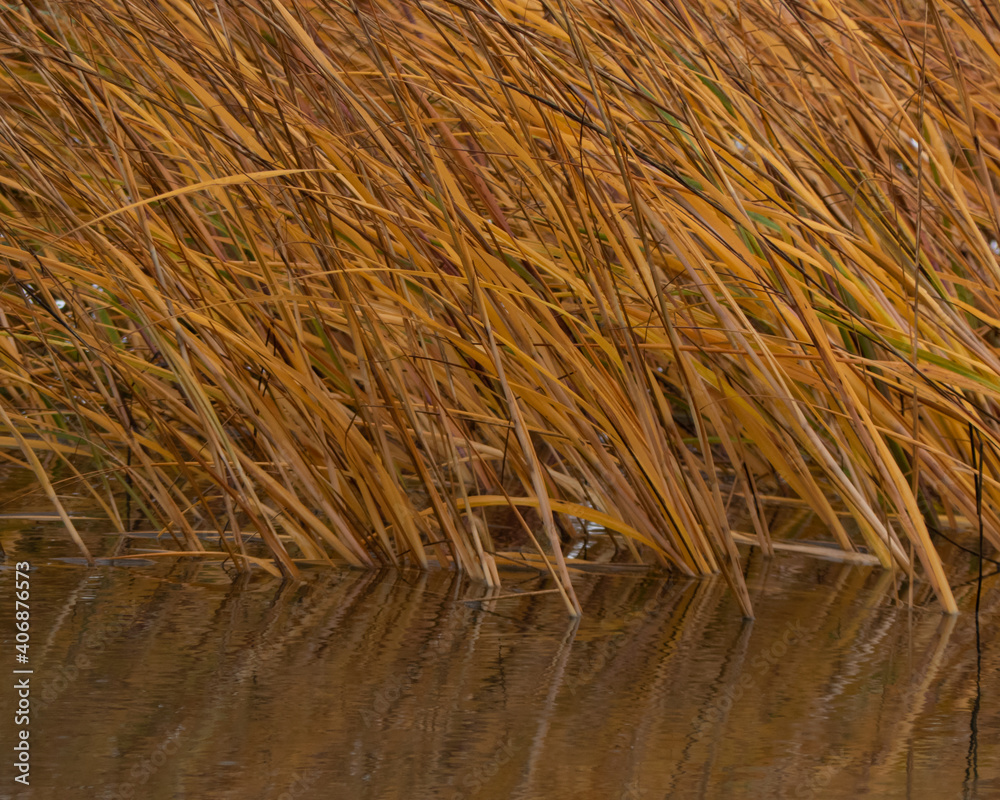 Fototapeta premium Marsh Grass in Moving Water