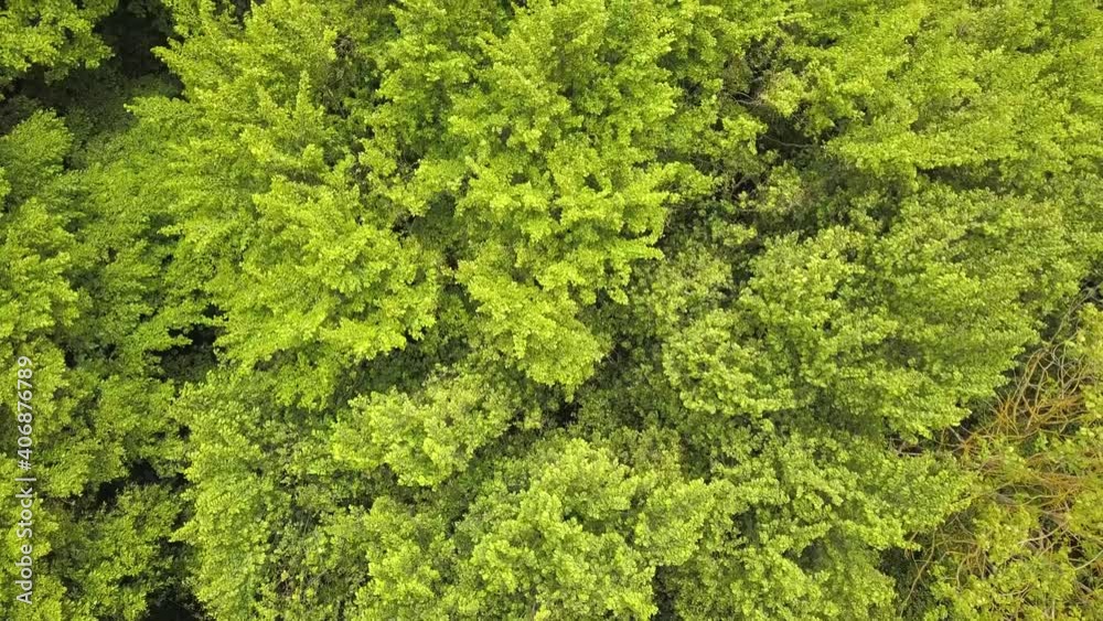 Aerial view of green forest with canopies of summer trees swaying in wind. Aerial view of green forest with canopies of summer trees swaying in wind.
