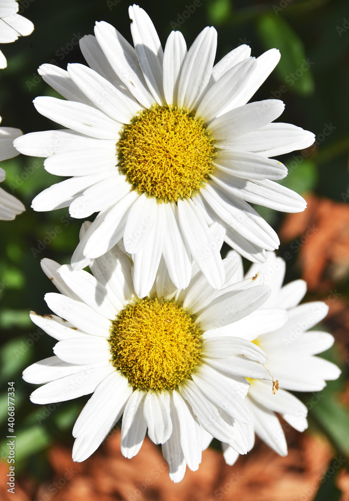Fototapeta premium Summer Daisies