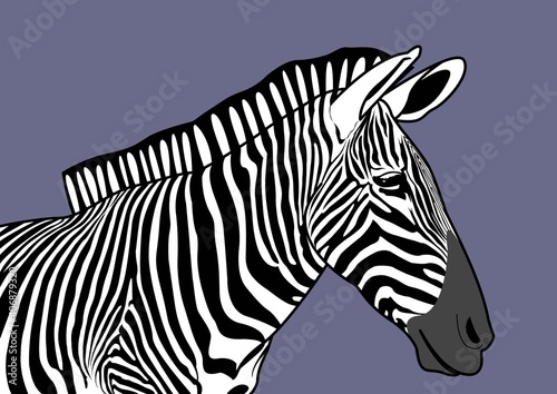 Light purple zebra