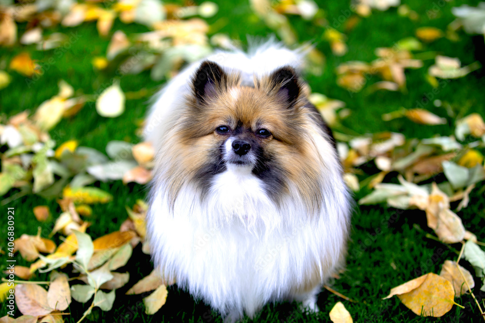 Small dog in the autumn leaves